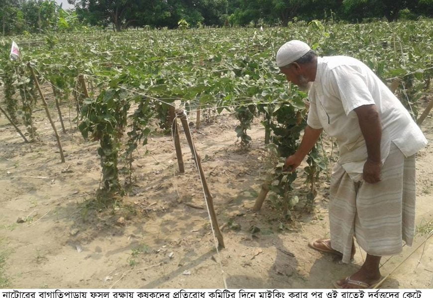 ফসল রক্ষায় দিনে মাইকিং, রাতেই নষ্ট করল দুর্বত্তরা!