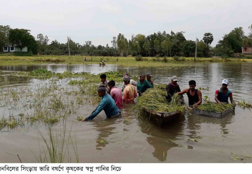 চলনবিল দুস্প্রাপ্য শ্রমিক, পানিতে ডুবছে ধান!