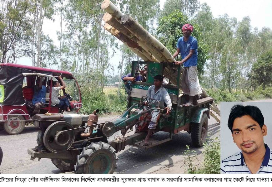 সিংড়ায় প্রধানমন্ত্রীর পুরস্কার প্রাপ্ত বাগান ও বনায়নের গাছ কাটলনে কাউন্সিলর!