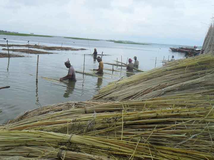 নাটোরে ফিরছে পাটের সুদিন