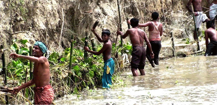 নাটোরে পদ্মার ভাঙ্গন ঠেকাচ্ছে ভুক্তভোগীরাই!