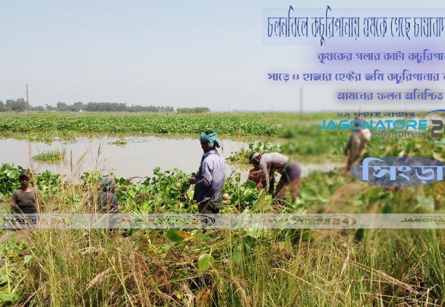 নাটোরে কচুরিপানার নিচে চলনবিলের সাড়ে চার হাজার হেক্টর জমি!