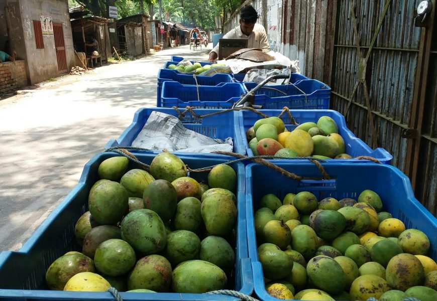 নাটোরে আম হারিয়েছে ‘দাম’, বাজার ‘ক্রেতা’