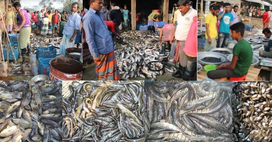 নাটোর থেকে প্রতিদিন রপ্তানী আড়াইশ ট্রাক তাজা মাছ