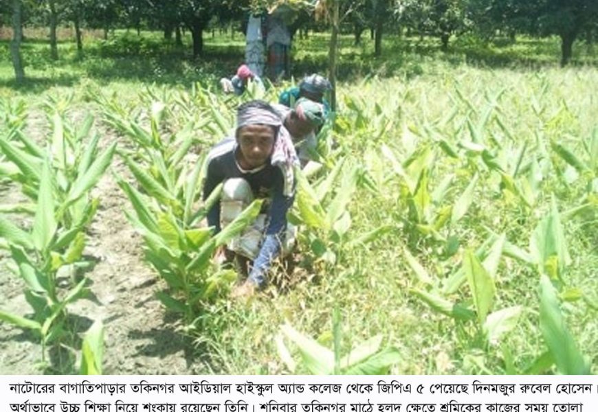 নাটোরে ভর্তির টাকা যোগাতে হলুদ ক্ষেতে কাজ করছেন জিপিএ-৫ পাওয়া রুবেল