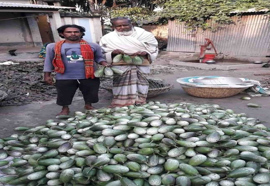 নাটোরে বেগুন পঁচছে চাষীর ঘরে