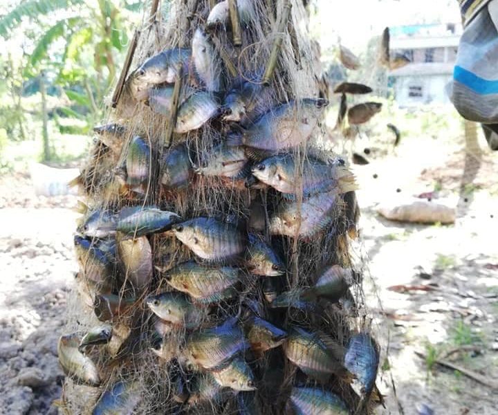 নাটোরে বন্যার পানিতে জাল ফেললেই উঠছে মাছের ঝাঁক