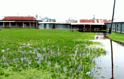 গুরুদাসপুরের আলিপুর মাদরাসা বছরের ৮ মাস পানিতে ডুবে থাকে