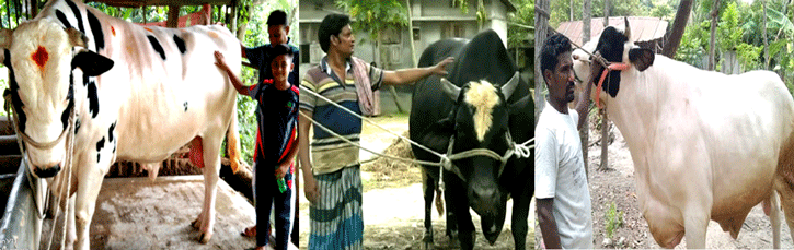 নাটোরে এবার কোরবানীর হাট কাঁপাতে আসছে বস,ভোলা ও ধলা বাহাদুর!