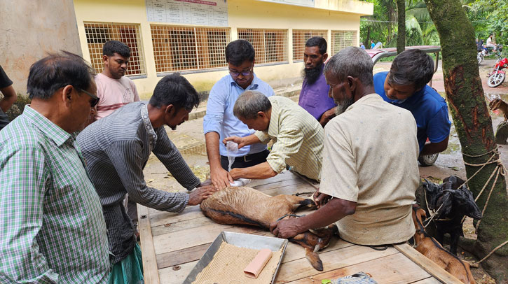 সিংড়ায় আম পাতা খাওয়ায় দুটি ছাগলের পা ভেঙ্গে দিল প্রতিপক্ষ