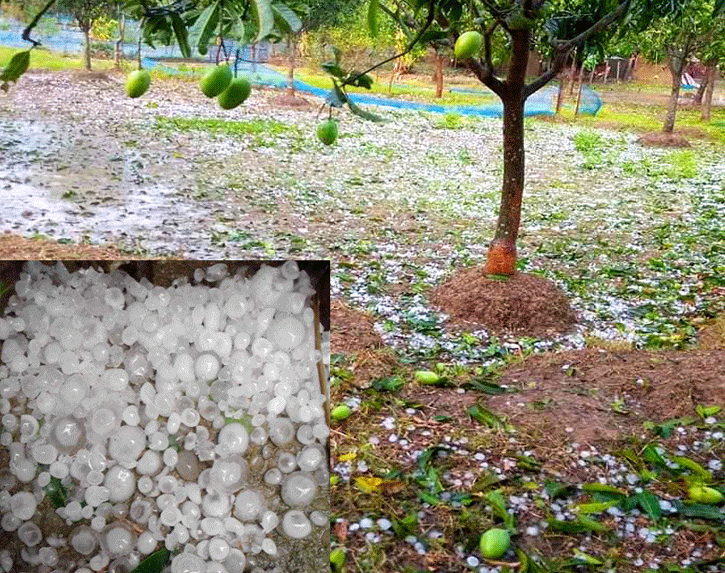 স্বস্তির বৃষ্টির সাথে শিলা বৃষ্টি ও বৈশাখী ঝড়ে ফসলের ক্ষতির শংকা