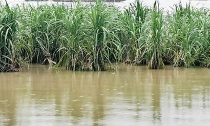 লালপুরে পদ্মায় পানি বেড়ে তলিয়েছে ফসলের ক্ষেত