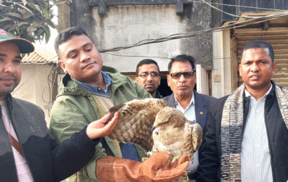 সিংড়ায় তিলানাগ ঈগল উদ্ধার